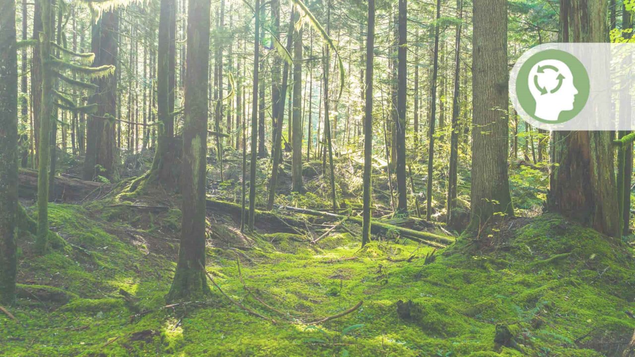 Skog med grönt tankesätt-ikon 